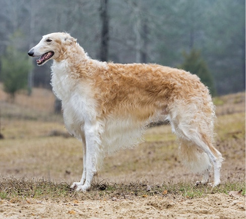 Borzoi Breed Type | Sorting Out 3 Elements 