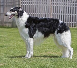 Borzoi Breed Type | Sorting Out 3 Elements 