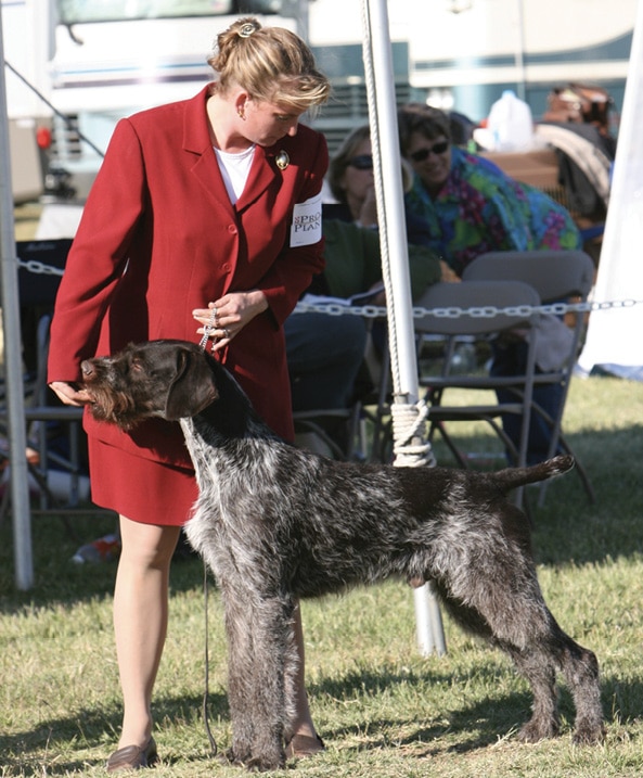 German Wirehaired Pointer Coat posing in a dog show ring