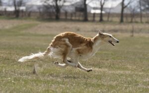 Solving The Borzoi Puzzle | Allowing the Pieces to Fall into Place