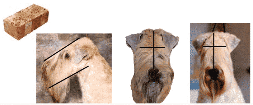 Soft Coated Wheaten Terrier | What's Under that Coat? 