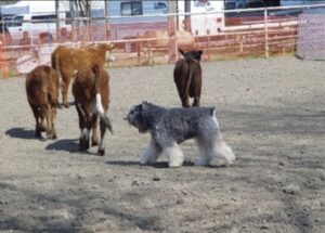 Hair of the Dog: Herding Group Coat Requirements