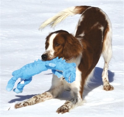 Irish Red and White Setter in the snow with a blue toy in its mouth
