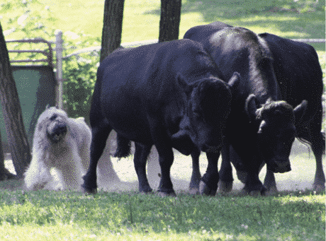 Bouvier des Flandres: A Farmer's Dog