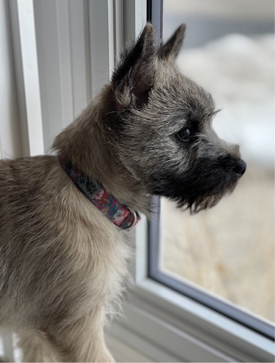 Cairn Terrier Breed Standard | General Foxy Expression 