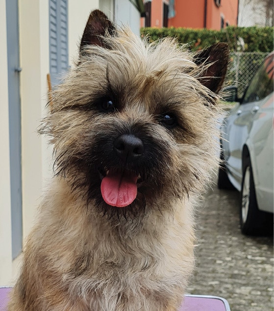 Cairn Terrier Breed Standard | General Foxy Expression 