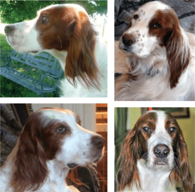 Four combined phortos of Irish Red and White Setter's head