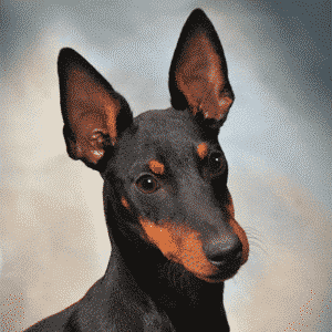 Judging Toy Manchester Terrier Head photo