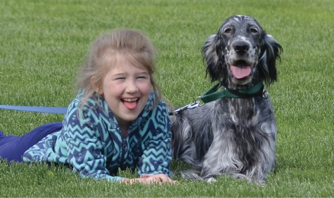 do english setters have an undercoat