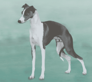 The Basics Of Judging | The Italian Greyhound Standard