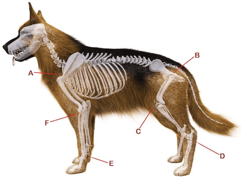 is a dogs tail cartilage or bone