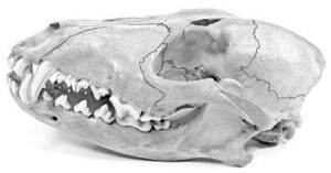 Figure 2. Canine skull with some sutures accentuated.