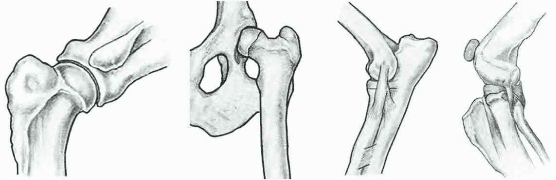 Canine Joints