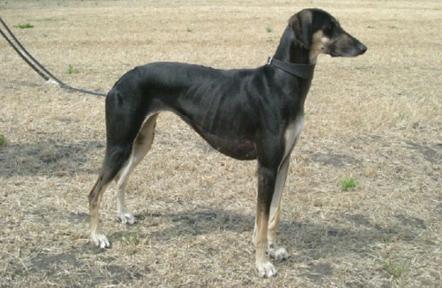 A Sloughi illustrates the classic shape of a Sighthound. 