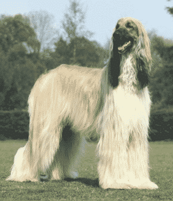 Ancient Breed | The Sighthound Genetic Analysis