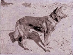 Type in the breed German Shepherd Dog & Pembroke Welsh Corgi