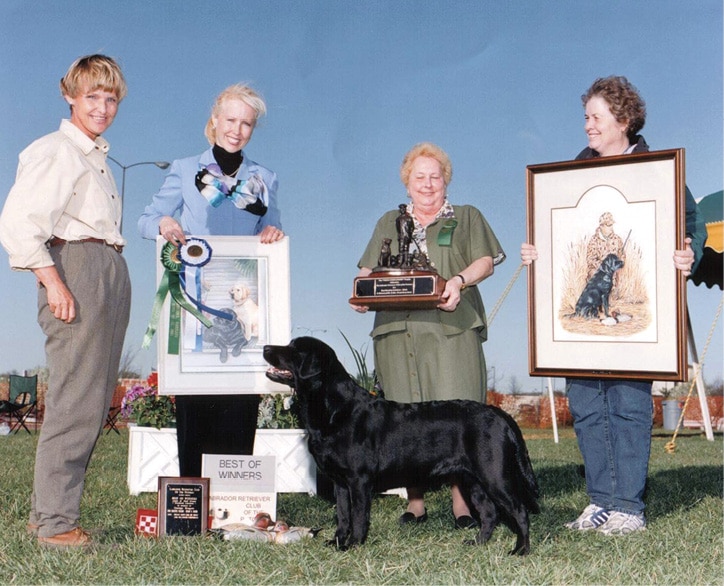 Labrador Retriever Wins Dog Show