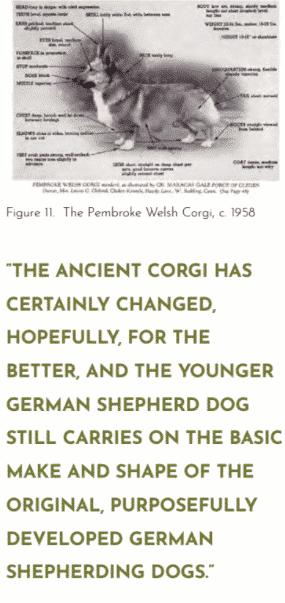  Pembroke Welsh Corgi
