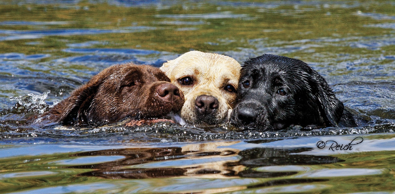 Labrador Retriever  Interview with Margaret S. Wilson - Showsight