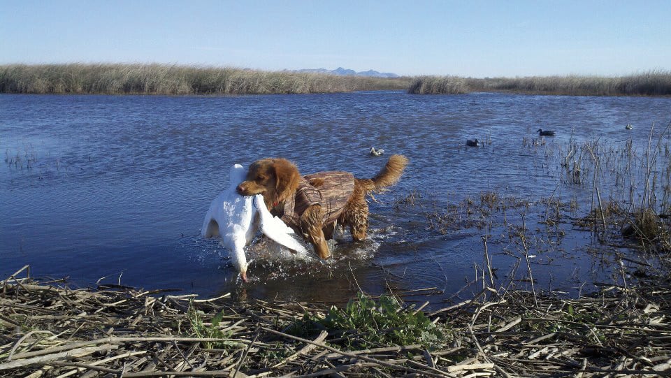 Labrador Retriever  Interview with Margaret S. Wilson - Showsight