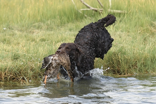 The Best Hunting Dog Amercian Water Spaniel 