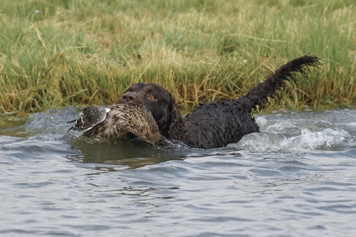 The Best Hunting Dog Amercian Water Spaniel 