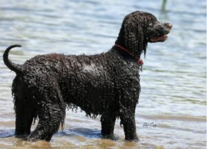 An Irish Water Spaniel frolics in the Post Oak’s Willow Pond.