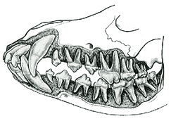 Canine Dentition | What’s the big deal?