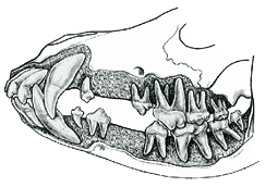 Canine Dentition | What’s the big deal?