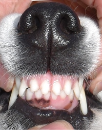 Canine Dentition