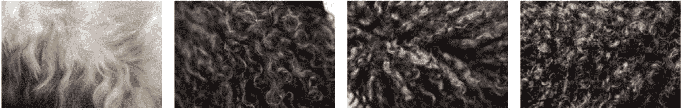 Barbet Proportion and Presentation | Profiles in Curls