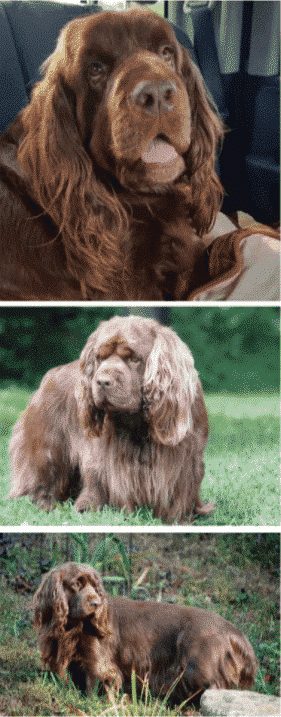 Why does Sussex Spaniel look so sad ?