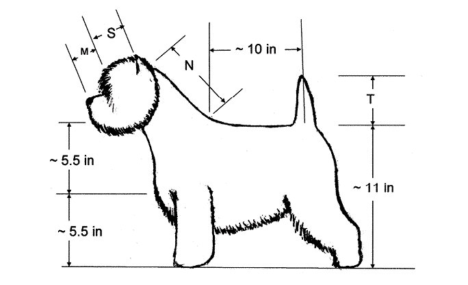 West Highland White Terrier Judging Guide