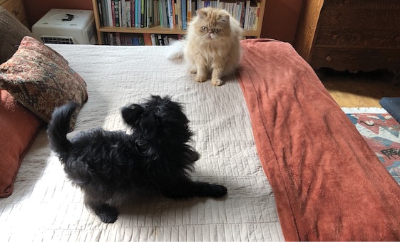 Dog and a cat on a bed