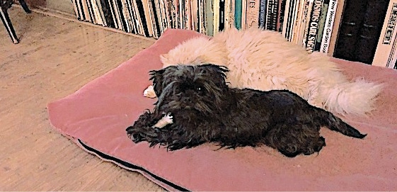 Image of Toy Dog Affenpinscher named Busby