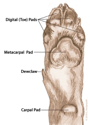 Figure 1. The Forefoot from Underneath