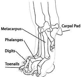 Figure 2. Skeletal Structure of Forefoot