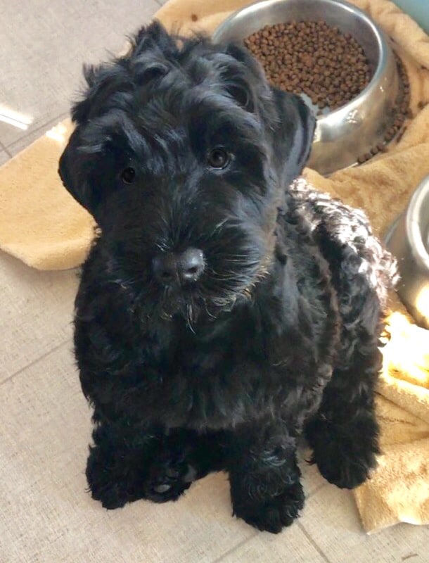 The Black Russian Terrier : A Picture of Health 