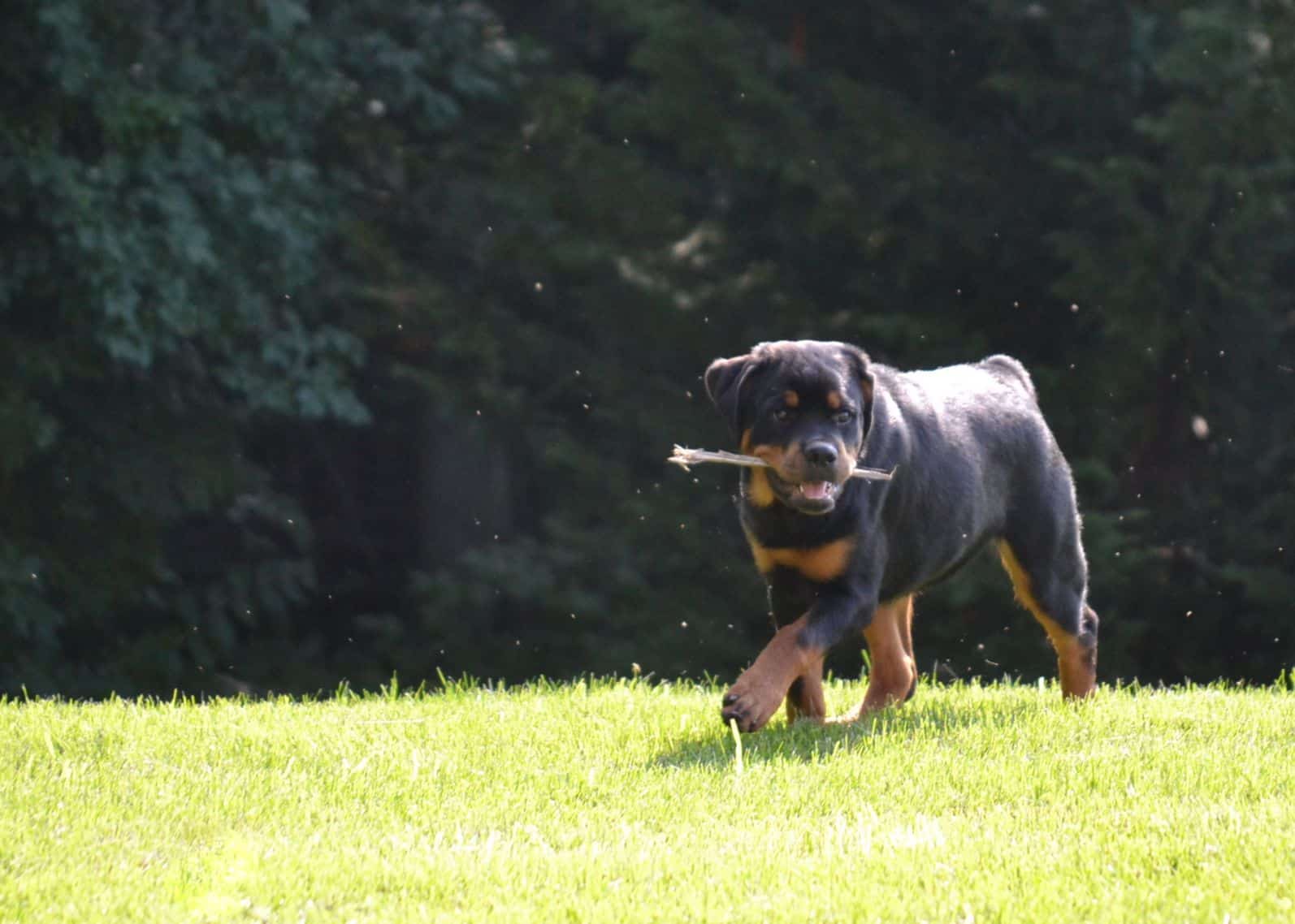 Judging Rottweilers | Breed Type & Movement - Showsight