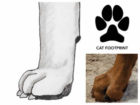 Figure 3. Cat Foot