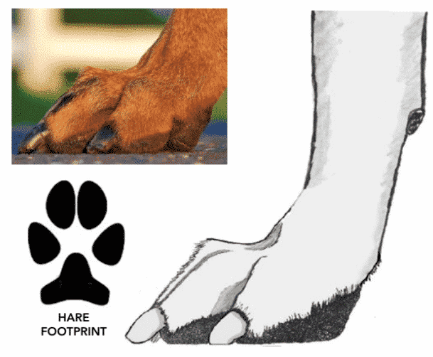 Figure 4. Hare Foot