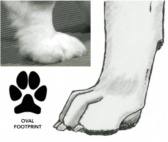 Figure 5. Oval Foot. 