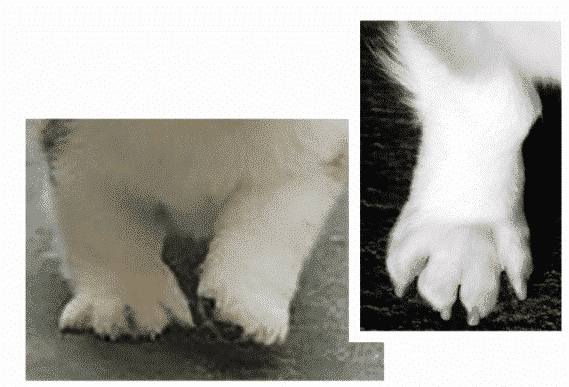 Figure 7. Splayed Foot Standing and in Motion.