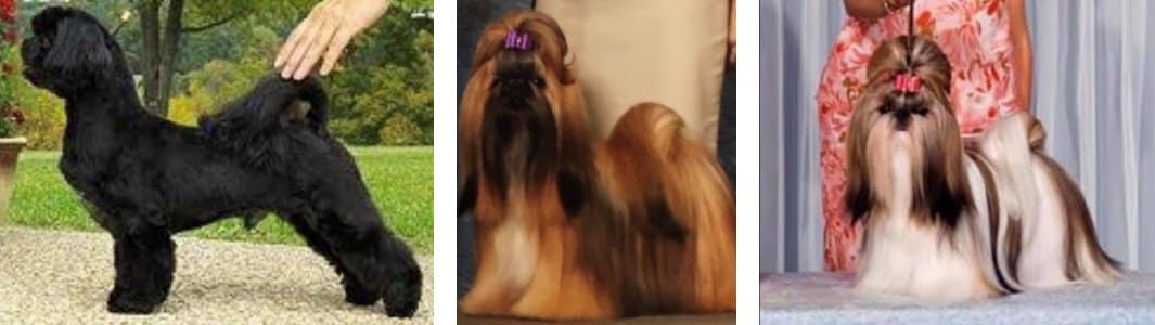 side-by-side image of 3 shih tzus