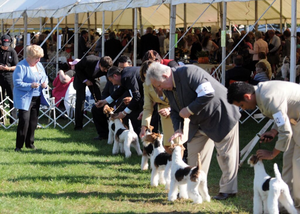 Image of exhibitors and their dogs being judget at the Montgomery County Kennel Club Terrier Show