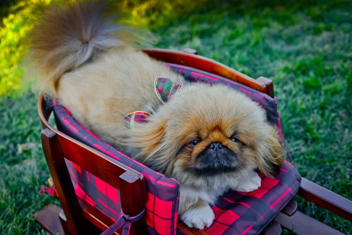 are pekingese noisy