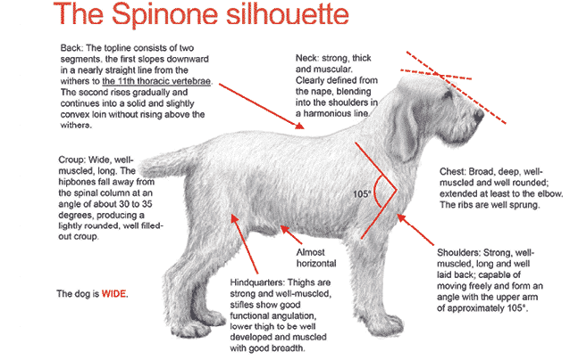 The Spinone Italiano | A Well-Made Puzzle