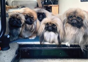 are pekingese noisy