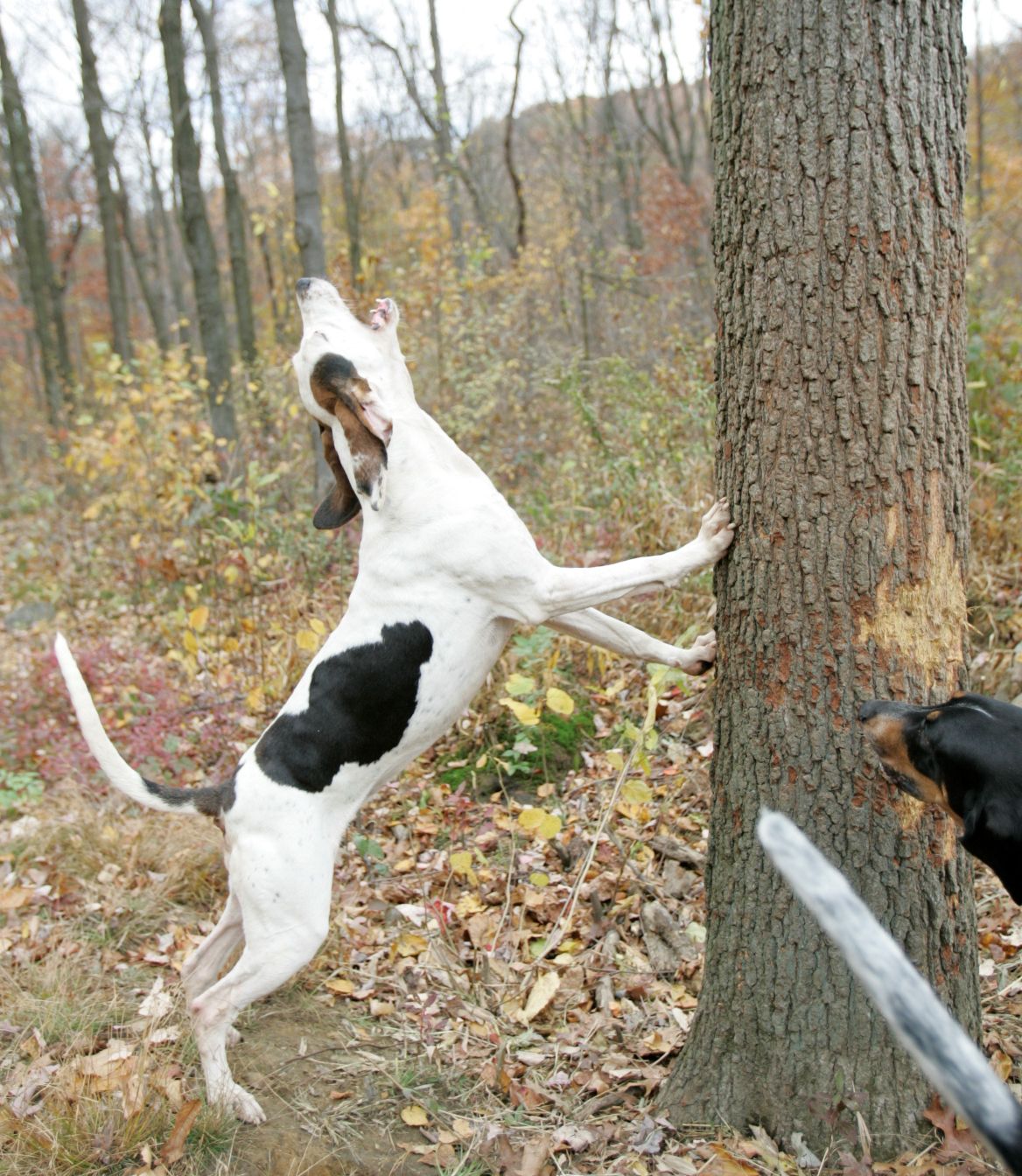 Treeing Walker Coonhounds