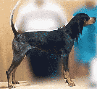 Bluetick Coonhound Color